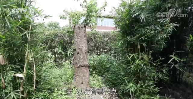 修剪自己種的樹被罰14萬，這合理嗎？